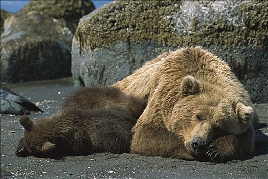 大灰熊,棕熊,母熊,4-6岁,老,幼兽,休息,海滩,卡特麦国家公园,阿拉斯加