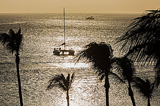 下午,开灯,椰树,棕榈海滩,阿鲁巴