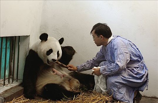大熊猫,协助,一个,白天,老,幼兽,检查,健康,中国,研究中心,卧龙自然保护区
