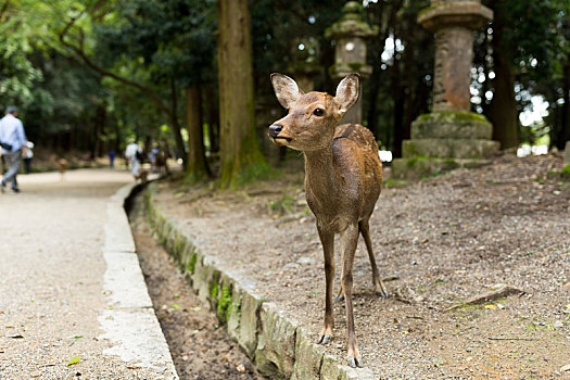 可爱,鹿,日本寺庙