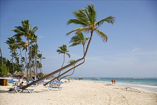 海滩,生活,蓬塔卡纳,多米尼加共和国,加勒比海