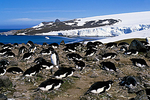 南极,乔治王岛,阿德利企鹅,生物群,企鹅,孵卵,蛋