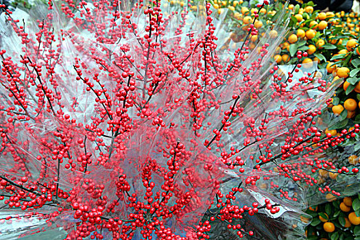 春节,花市,铜锣湾,香港