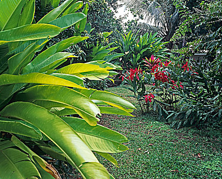 热带,花园,瓜德罗普,法国,西印度群岛