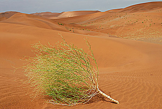 纳米比亚,国家公园,沙漠,植被,沙丘,索苏维来地区