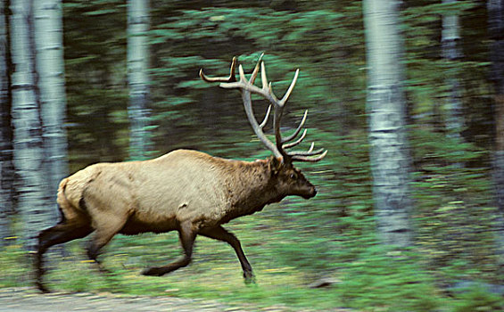 麋鹿,鹿属,鹿,成年,雄性,艾伯塔省,加拿大