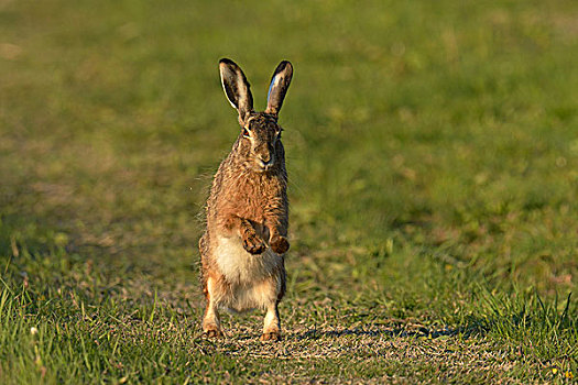 野兔,欧洲野兔,站立,后腿,布尔根兰,奥地利,欧洲