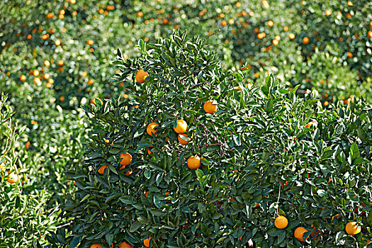 橘树,橙子,水果,叶子,大卡纳利岛