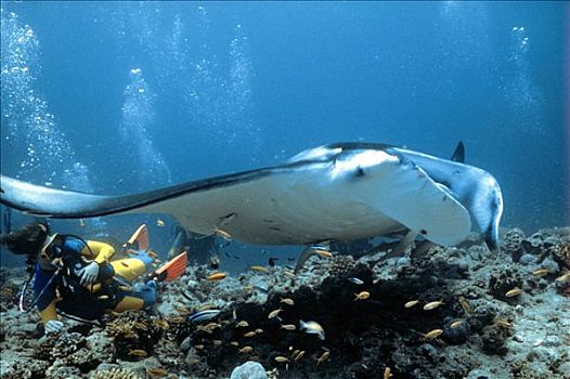 巨大,大鳐鱼,双吻前口蝠鲼,潜水者,珊瑚,水下拍摄,印度洋