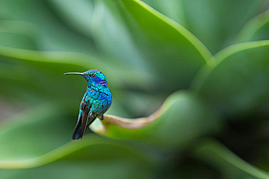 绿紫耳蜂鸟,雄性,哥斯达黎加,中美洲