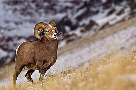 大角羊,冰川国家公园,蒙大拿,美国