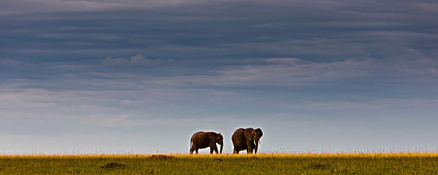 非洲象,马赛马拉国家保护区,肯尼亚,东非