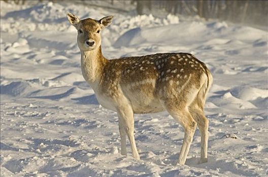 扁角鹿,魁北克,加拿大