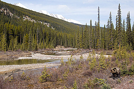 大灰熊,棕熊,河谷,碧玉国家公园,艾伯塔省,加拿大