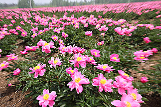 芍药花开