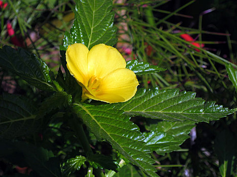 黄色,藏红花,锦葵属植物