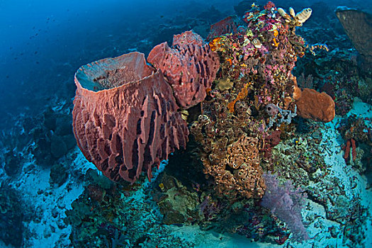 大,深潜,群岛,海洋,保存,南,苏拉威西岛,印度尼西亚,亚洲