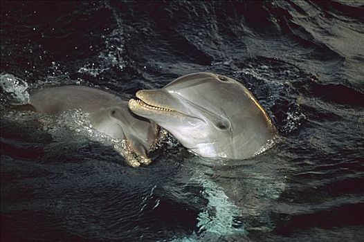 宽吻海豚,一对,互动,洪都拉斯