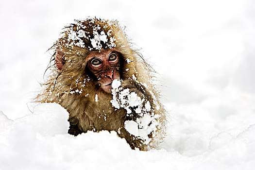 日本猕猴,雪猴,幼兽,雪中,日本