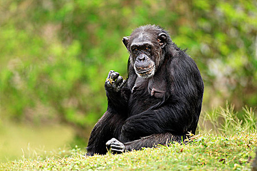 黑猩猩,成年,女性,坐