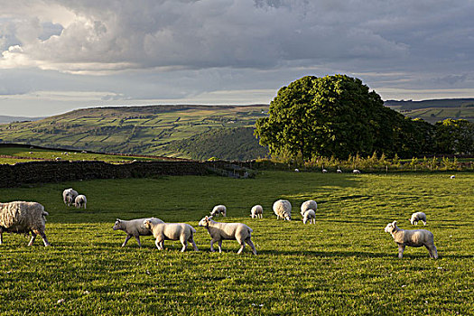 绵羊,放牧,草场
