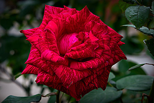 唯美月季花,美轮美奂月季花