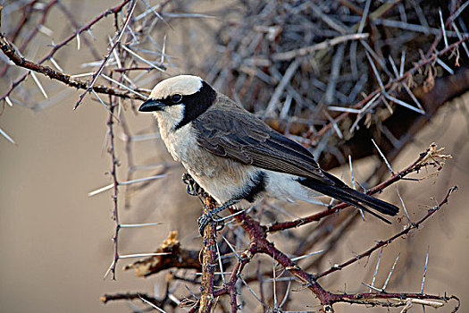 北方,伯劳鸟,桑布鲁野生动物保护区,肯尼亚
