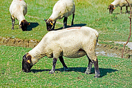 绵羊,放牧,草,湿地,靠近,诺曼底,法国
