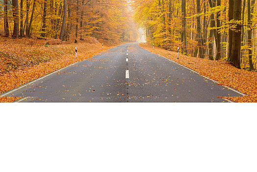 乡间小路,山毛榉,树林,秋天,施佩萨特,巴伐利亚,德国