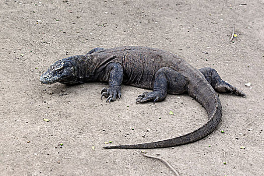 科摩多巨蜥,科摩多龙,成年,休息,科莫多国家公园,科莫多岛,印度尼西亚,东南亚