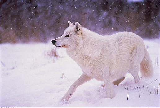 北极狼,冬天