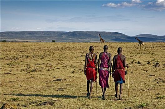 肯尼亚,纳罗克地区,马萨伊人,男人,走,家,短小,草原,靠近,马赛马拉野生动物园