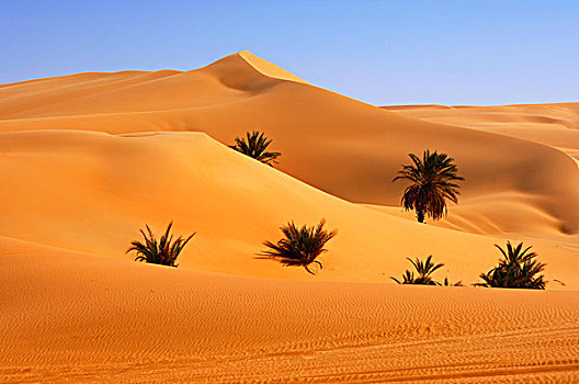 棕榈树,热,沙漠,沙子,山谷,奥巴里,海洋,撒哈拉沙漠,利比亚,北非,非洲