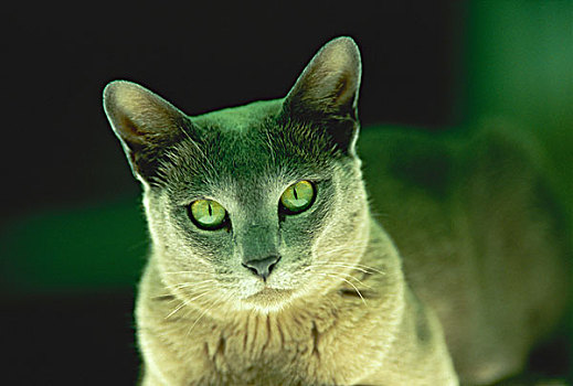猫咪照片,坐,绿灯
