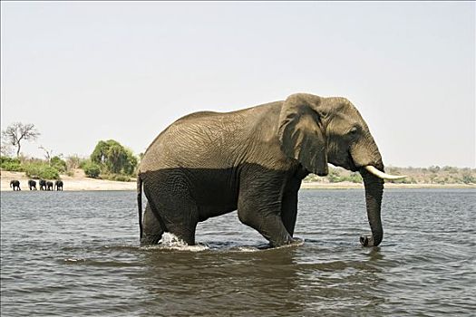非洲象,乔贝,河,国家公园,博茨瓦纳,非洲