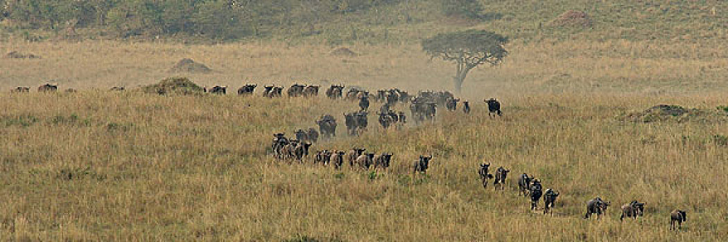 行列,西部,三角形,马赛马拉国家保护区,肯尼亚,非洲