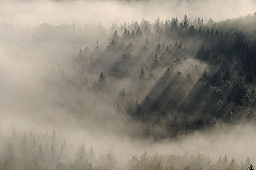 山谷,砂岩,山峦,萨克森,德国,欧洲