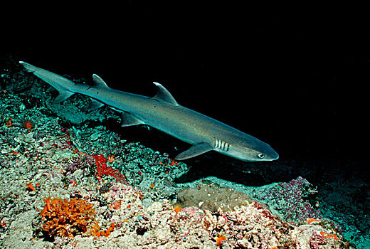 灰三齿鲨,鲎鲛,马尔代夫,印度洋