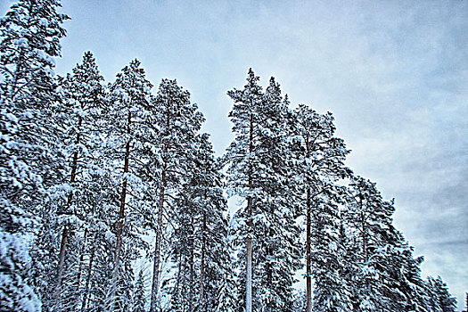 风景,积雪,树,瑞典