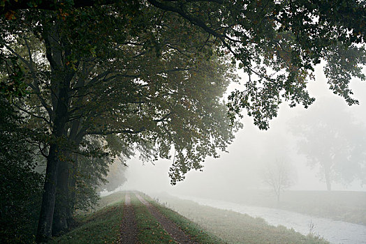 树,小路,雾,运河