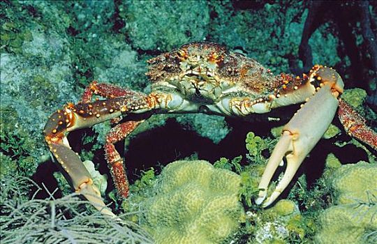 螃蟹,海洋动物,水下,特克斯和凯科斯群岛
