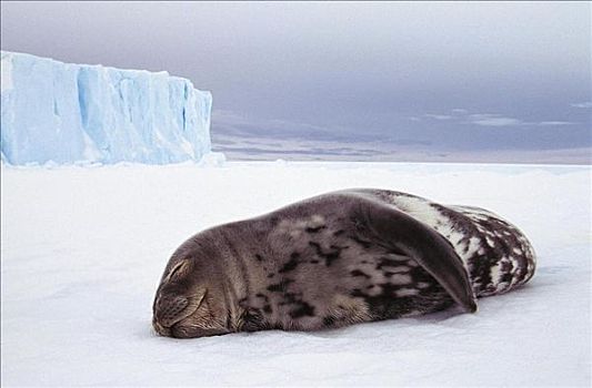 年轻,威德尔海豹,睡觉,哺乳动物,靠近,动物