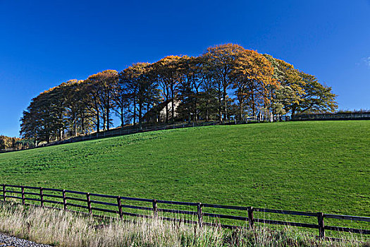 树,秋色,草,山,蓝天,英格兰