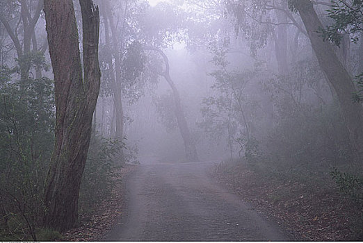 乡间小路,雾,维多利亚,澳大利亚