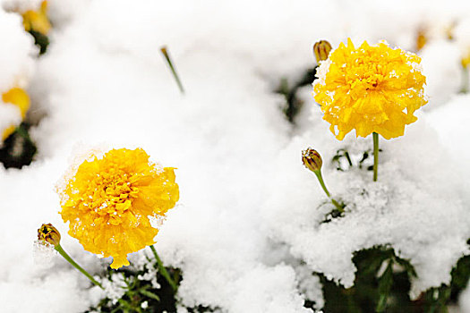 花,第一,雪,冰冻,花坛