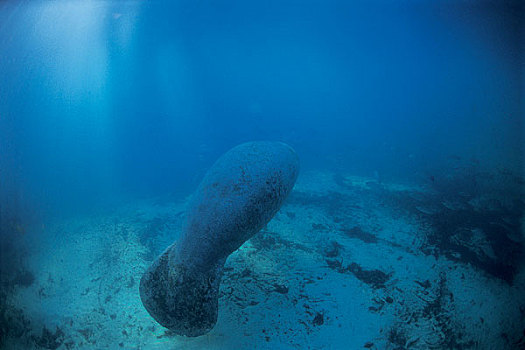 海洋生物