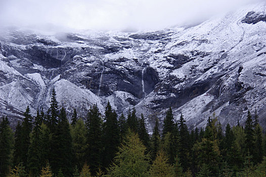 雪山,针叶林