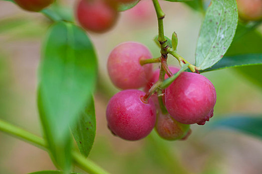 粉色柠檬水蓝莓