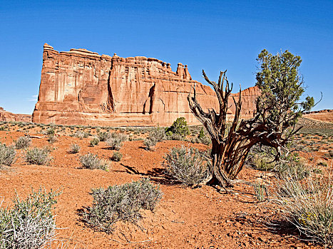 自然,国家公园,犹他,风景,石头,道路