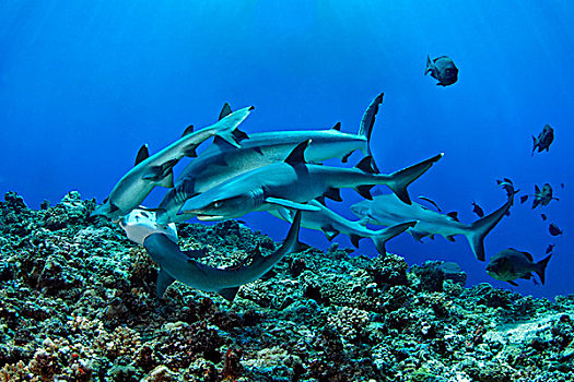 灰礁鲨,黑尾真鲨,灰三齿鲨,鲎鲛,靠近,父亲,礁石,巴布亚新几内亚,水下